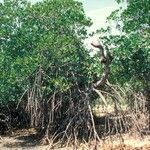 Rhizophora mucronata habit picture by Daniel Barthelemy (cc-by-nc)