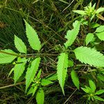 Bidens connata leaf picture by Andrzej Konstantynowicz (cc-by-sa)