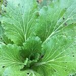 Brassica rapa leaf picture by ortiz silvia (cc-by-sa)