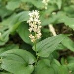 Maianthemum bifolium flower picture by Cuparius Marcvs (cc-by-sa)