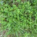 Geranium purpureum habit picture by blanca_de_centelles (cc-by-sa)