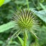 Dipsacus pilosus fruit picture by grutz (cc-by-sa)