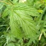 Filipendula ulmaria leaf picture by Olivier LAXENAIRE (cc-by-sa)