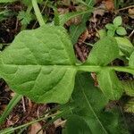 Rhagadiolus edulis leaf picture by E T (cc-by-sa)