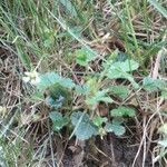 Potentilla sterilis habit picture by Sara Larva (cc-by-sa)