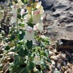 Antirrhinum sempervirens habit picture by Giode Tonpino (cc-by-sa)