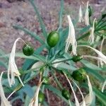 Pancratium canariense fruit picture by Morales Patricia (cc-by-sa)