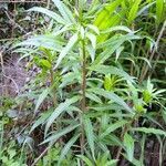 Epilobium angustifolium habit picture by Michael Hoffmann (cc-by-sa)