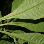 Hoffmannia nicotianifolia leaf picture by Nelson Zamora Villalobos (cc-by-nc)