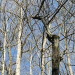 Carpinus caroliniana habit picture by Maarten Vanhove (cc-by-sa)