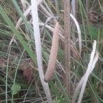 Acorus calamus fruit picture by Thibaut Durr (cc-by-sa)