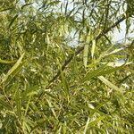 Nectandra angustifolia habit picture by Muzzachiodi Norberto (cc-by-sa)