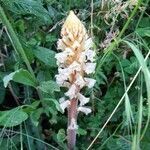 Orobanche picridis flower picture by Mounir Stambouli (cc-by-sa)