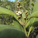 Avicennia schaueriana flower picture by Renato Lima (cc-by-sa)