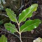 Podonephelium cristagalli leaf picture by benoît henry (cc-by-sa)