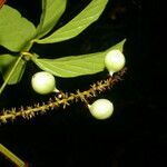 Paullinia pinnata fruit picture by Nelson Zamora Villalobos (cc-by-nc)