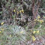 Espeletia argentea habit picture by Gabriel Ollivier (cc-by-sa)