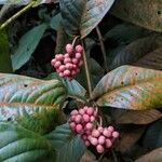 Ixora chinensis fruit picture by Planter King (cc-by-sa)