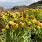 Senecio isabelis flower picture by Fabien Anthelme (cc-by-sa)