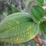 Tibouchina grossa leaf picture by Fabien Anthelme (cc-by-sa)