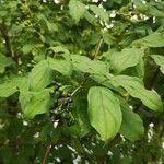 Cornus sanguinea leaf picture by Albane Durand (cc-by-sa)