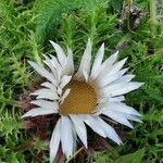 Carlina acaulis flower picture by phil m (cc-by-sa)