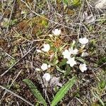 Claytonia lanceolata flower picture by Kristine Kristine Crandall (cc-by-sa)