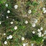 Eriophorum vaginatum habit picture by Eldsyn (cc-by-sa)