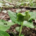 Dorstenia contrajerva flower picture by Pestana João (cc-by-sa)