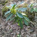 Daphne laureola habit picture by Corentin Chalas (cc-by-sa)