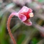 Pinguicula lusitanica fruit picture by Pierre LEON (cc-by-sa)