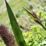 Phleum alpinum leaf picture by Martin Allan (cc-by-sa)