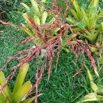 Aechmea blanchetiana flower picture by pedrogc -- (cc-by-sa)