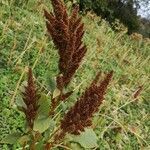 Amaranthus hybridus fruit picture by defieuw.w (cc-by-sa)