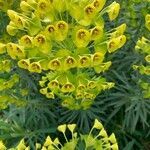 Euphorbia characias flower picture by Ivanhoé TANAGROTAS (cc-by-sa)