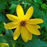 Helianthus strumosus flower picture by K O (cc-by-sa)