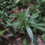 Lobelia persicifolia leaf picture by claire Felloni (cc-by-sa)