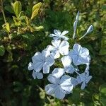 Plumbago europaea flower picture by Patrick Simon Debauque (cc-by-sa)