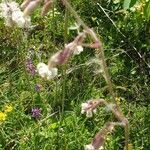 Silene nutans habit picture by Béatrice Parent (cc-by-sa)