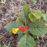 Chrysothemis pulchella flower picture by Orozco Alex (cc-by-sa)