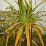 Pandanus sylvestris leaf picture by P. Bonnet (cc-by-sa)