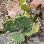 Opuntia penicilligera habit picture by Trap Hers (cc-by-sa)