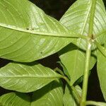 Cuphea appendiculata leaf picture by Nelson Zamora Villalobos (cc-by-nc)