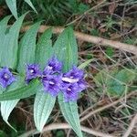 Gentiana asclepiadea flower picture by Pizzato Luigi (cc-by-sa)