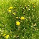 Crepis biennis flower picture by Carla Vos (cc-by-sa)