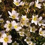 Saxifraga rosacea habit picture by KS Mariusz (cc-by-sa)