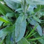 Echium vulgare leaf picture by Petra Marinko (cc-by-sa)