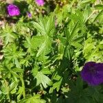 Geranium palustre leaf picture by Morgane Desard (cc-by-sa)