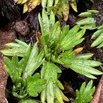 Azorella multifida leaf picture by Fabien Anthelme (cc-by-sa)