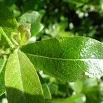 Salix laggeri leaf picture by Alain Bigou (cc-by-sa)